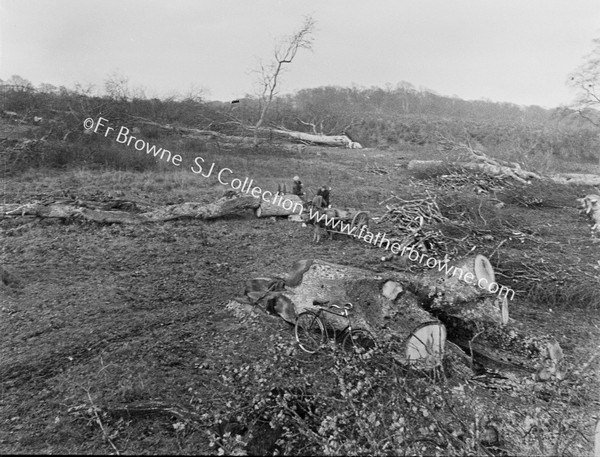 DONKEY & CART & BIKE & PEOPLE AMID FALLEN TREE